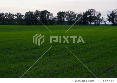 light green fields landscape