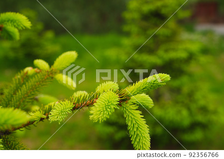 Young, juicy, green shoots on a coniferous tree close-up. The evergreen spruce tree grows intensively in the spring. Narural background in green colors. Young, juicy, green shoots on a coniferous tree close-up. The evergreen spruce tree grows intensively in the spring. Narural background in green colors. 92356766