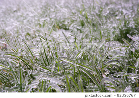 Green grass covered with ice. Frozen freezing rain. Ice covered. Bad weather in spring. Close-up view. Green grass covered with ice. Frozen freezing rain. Ice covered. Bad weather in spring. Close-up view. 92356767