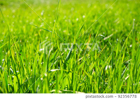 Green grass, close-up. Natural background. Green, juicy grass with dew drops in the rays of the bright sun, blurred background. Green grass, close-up. Natural background. Green, juicy grass with dew drops in the rays of the bright sun, blurred background. 92356778