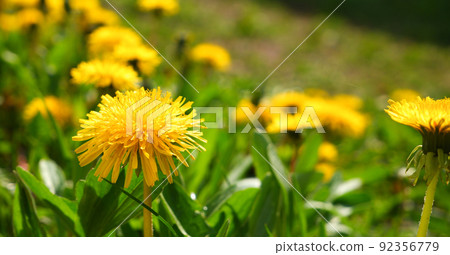 Bright yellow spring dandelions bloom on the lawn. Juicy green grass, yellow wildflowers. Bright sunlight. Blurred background. Copy space. 92356779