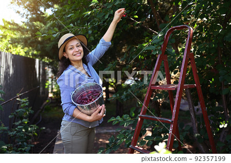 Pretty woman, organic farmer plucking ripe sweet cherries from tree into a metal bucket, at sunset. Summer harvest time 92357199