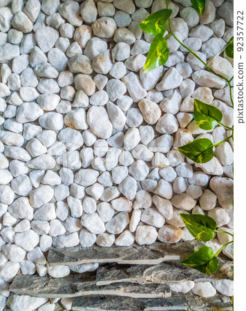 VERTICAL decor stone brick wall texture, siding different sized shapes. Beautiful nature wallpaper. Romantic simple. Abstract grunge WHITE light grey shades background. Green ivy plant leaves grow VERTICAL decor stone brick wall texture, siding different sized shapes. Beautiful nature wallpaper. Romantic simple. Abstract grunge WHITE light grey shades background. Green ivy plant leaves grow 92357722