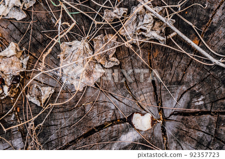Wooden stump circular, cross section round cut down large dried tree trunk with annual rings texture cracks, multicolor slice cover grey patina. Light dark shadow black blue orange gold brown tones Wooden stump circular, cross section round cut down large dried tree trunk with annual rings texture cracks, multicolor slice cover grey patina. Light dark shadow black blue orange gold brown tones 92357723