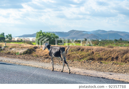Beautiful summer landscape. Graceful black white goats glossy coats running asphalt road near green grassy field meadow mountains blue sky. Cute farm animals care. Open air rustic village lifestyle Beautiful summer landscape. Graceful black white goats glossy coats running asphalt road near green grassy field meadow mountains blue sky. Cute farm animals care. Open air rustic village lifestyle 92357788