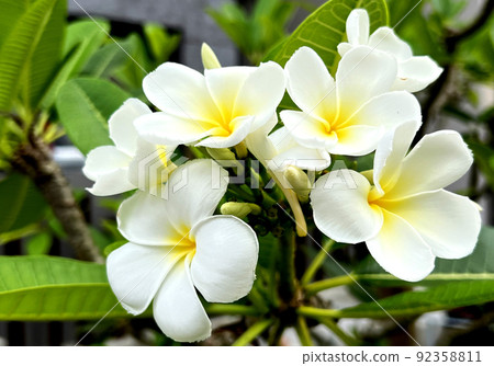 沖繩大廈旁盛開的雞蛋花 92358811