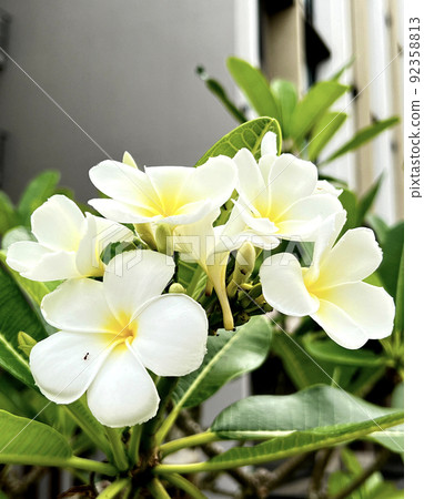 Plumeria flowers blooming on the side of the Okinawa building 92358813