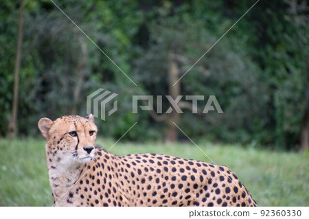  Cheetah 92360330