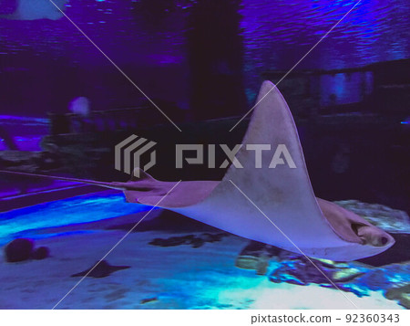 aquarium with fish. underwater marine animals, corals, plants. a white stingray fish swims under water. fish have large fins for underwater travel aquarium with fish. underwater marine animals, corals, plants. a white stingray fish swims under water. fish have large fins for underwater travel 92360343