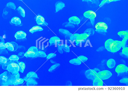 Moon jellyfish 92360910