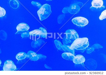 月亮水母 92360912