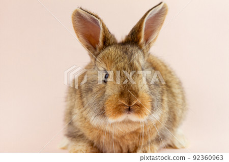 Easter cute brown fluffy rabbit close-up on a pastel pink background. Concept for the spring holiday of Easter. Domestic hare with mustache Easter holiday concept. 92360963