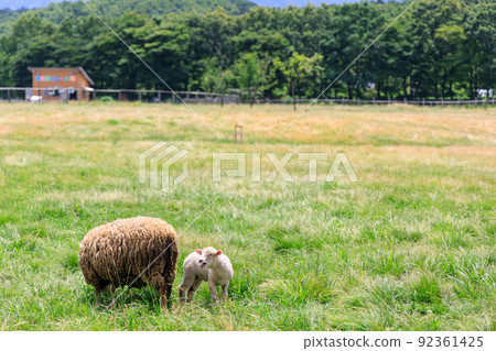 Parent and child of sheep in grassland Parent and child of sheep in grassland 92361425