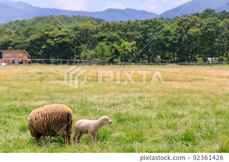 Parent and child of sheep in grassland 92361426