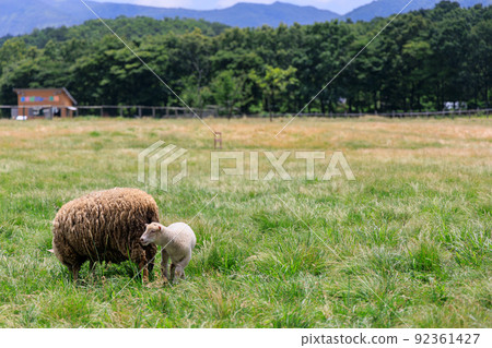 Parent and child of sheep in grassland 92361427