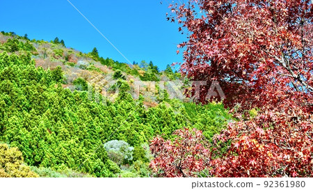 Autumn leaves in the morning seen from the Sumata Gorge Promenade in Shizuoka Prefecture 92361980