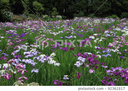 鳶尾花 鳶尾花 92362817