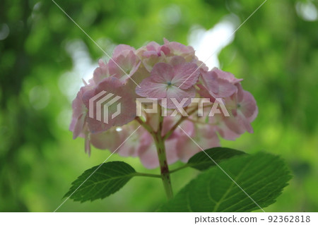 繡球 92362818