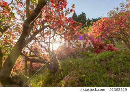 七戶町杜鵑花節（青森縣七戶町） 92362819