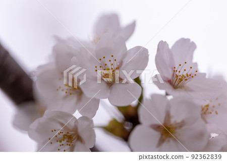 Up of wild cherry blossoms blooming in Satoyama (Aomori Prefecture) 92362839