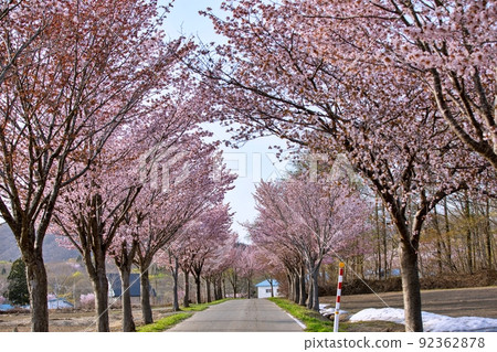 一排小山櫻花（青森縣弘前市竹區） 92362878