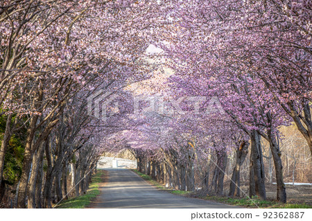 A row of Oyama cherry trees (Take district, Hirosaki city, Aomori prefecture) 92362887