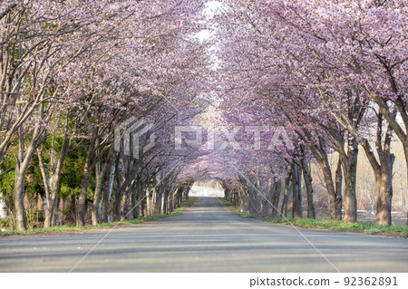 A row of Oyama cherry trees (Take district, Hirosaki city, Aomori prefecture) 92362891