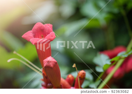 Beautiful red flowers of the trumpet vine or trumpet creeper Campsis radicans. Beautiful red flowers of the trumpet vine or trumpet creeper Campsis radicans. 92363082