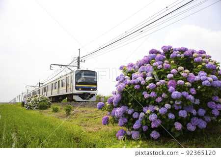 Hydrangea and Narita Line 209 series Hydrangea and Narita Line 209 series 92365120
