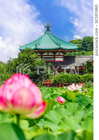 Lotus buds and Benten-do (vertical) 92365960