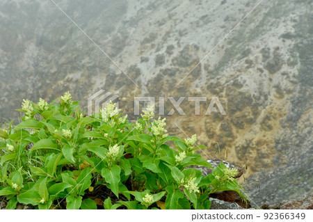 Alpine plants and rocks near the summit 92366349