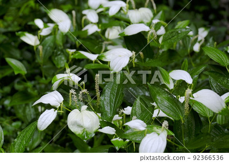 Katashirogusa colony 92366536