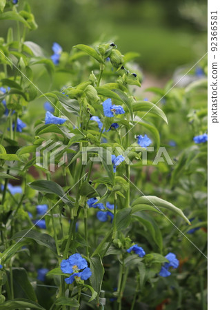 Commelina communis flower Commelina communis flower 92366581