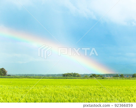 A big and beautiful rainbow over the rice fields after the rain 92366859
