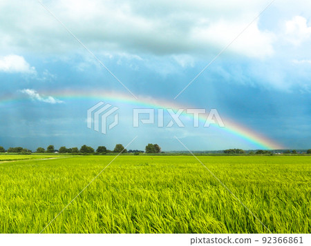 A big and beautiful rainbow over the rice fields after the rain 92366861