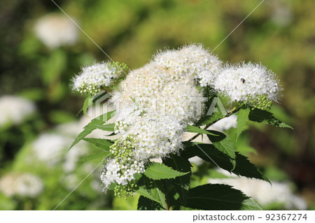 Shimotsukesou 92367274