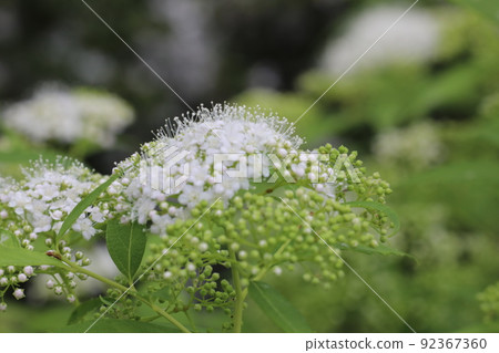 Shimotsukesou 92367360