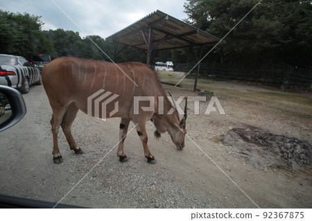 Animals in Nasu Safari Park Animals in Nasu Safari Park 92367875