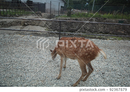 Animals in Nasu Safari Park Animals in Nasu Safari Park 92367879