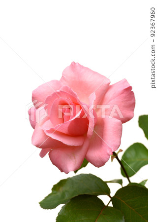 rose	 92367960