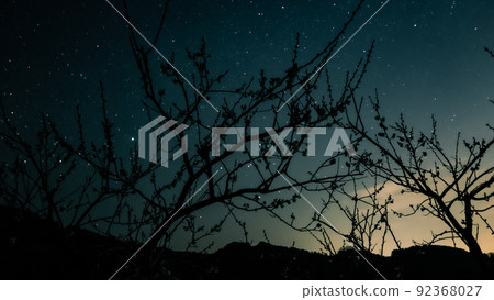 Plum and starry sky Plum and starry sky 92368027