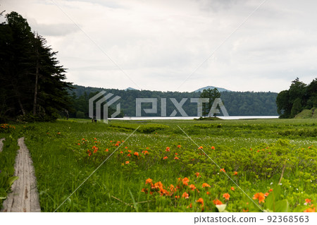 大江大江沼澤的杜鵑花和小澤沼 92368563