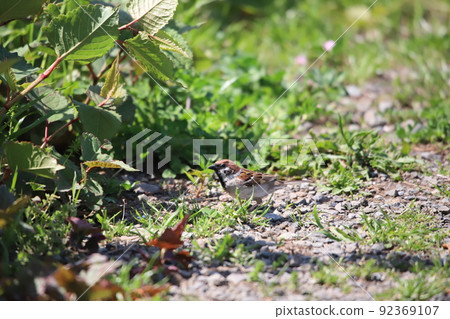Sparrow looking for food 92369107
