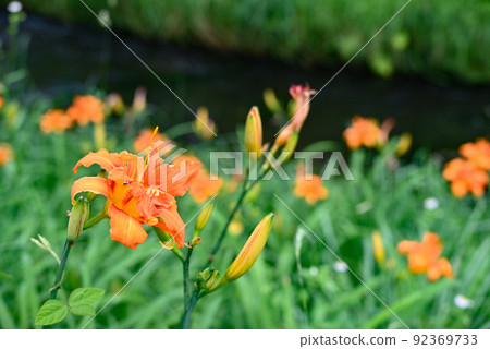 百合科的黃花菜,也是藥材(忍野八海) 百合科的黃花菜,也是藥材(忍野八海) 92369733