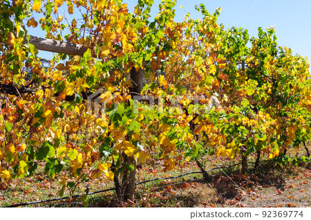Autumn in the vineyard - King Valley 92369774