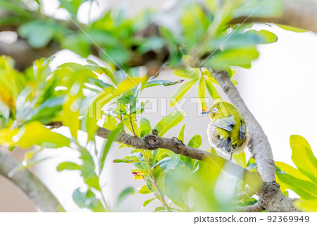 White-eye White-eye 92369949