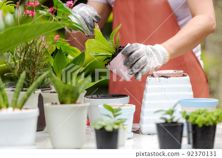 Close up hands  woman care  plant flower in garden. People hobby and freelance gardening 92370131