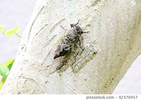 A bear zemi that perches on a tree and screams vigorously 92370457