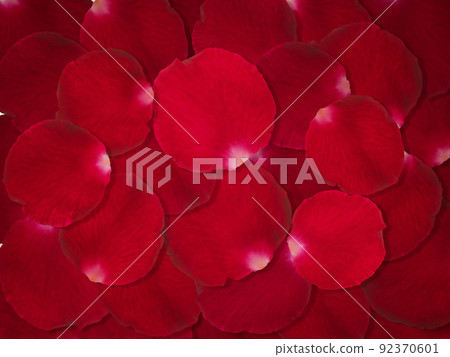 Background of beautiful red rose petals Background of beautiful red rose petals 92370601