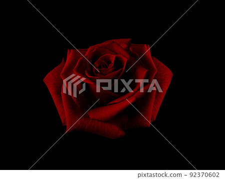 Beautiful big rose in the dark red tone on black background 92370602